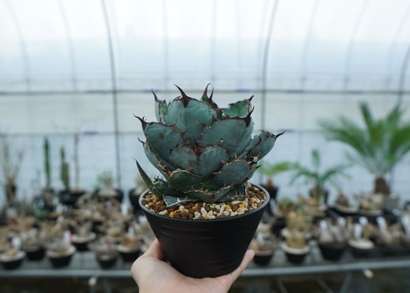 アガベ チタノタ ブラックアンドブルー Agave titanota black and