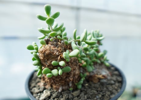 ケラリア　ピグマエア　Ceraria pygmaea 　No.10