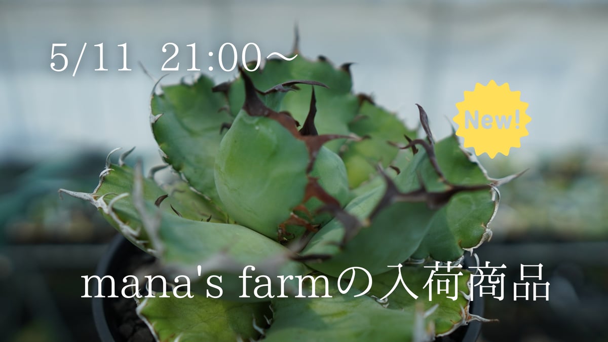 『初老連合』黒鯨3   確認用 新都】やわらか槌鯨（味付き鯨肉）180gx3 | 南房総いいもの市場