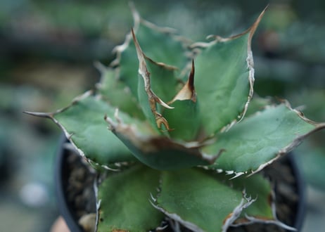 アガベ　チタノタ　FO-76　agave titanota  FO-76　No.3