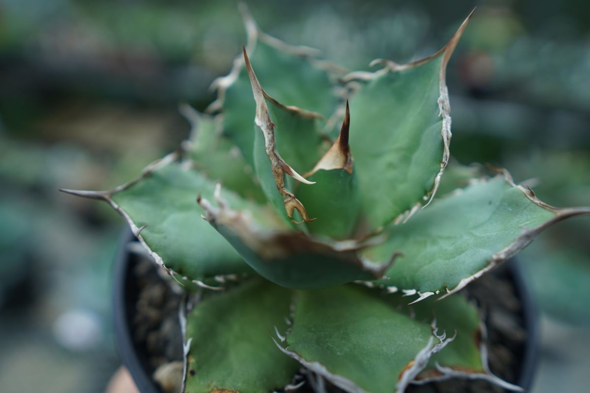 アガベチタノタ　FO76 アガベ チタノタ FO76 agave titanota FO76 | mana's farm