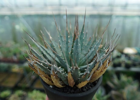 アガベ　ユタエンシス　Agave uthaensis　No.5
