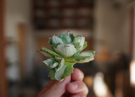 アガベ　王妃雷神錦　白中斑　Agave　“Ohi Raijin Nishiki Shironakahu”