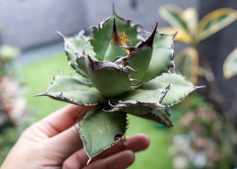 Agave titanota FO-76 A NO.2