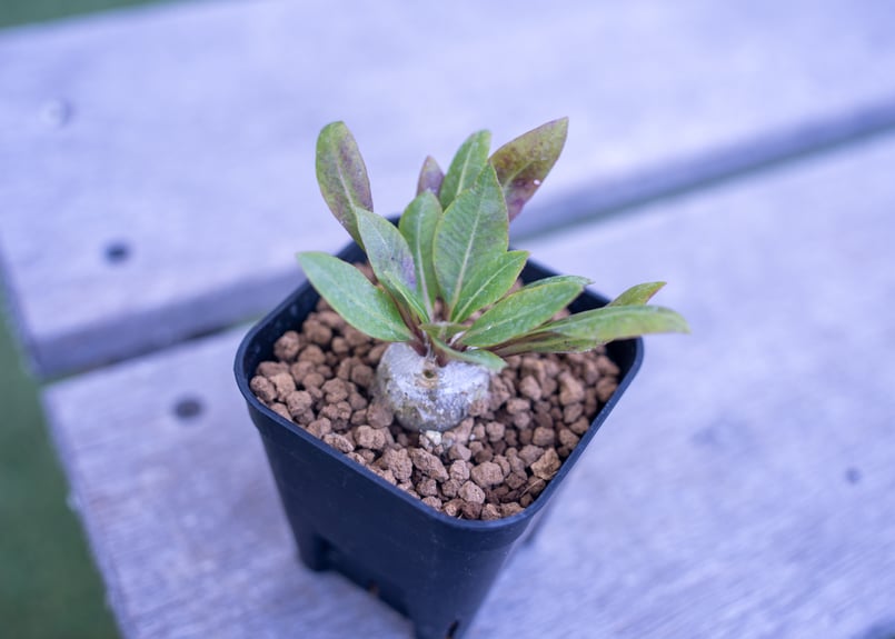 パキポディウム 恵比寿笑い | mana's farm:塊根植物・アガベ・ドライ