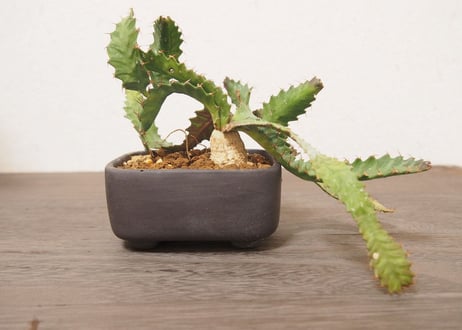 ユーフォルビア　ステラータ　Euphorbia stellata no.４