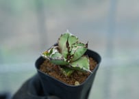 沖縄育ち アガベ実生スターターセット（5株） | mana's farm:塊根植物