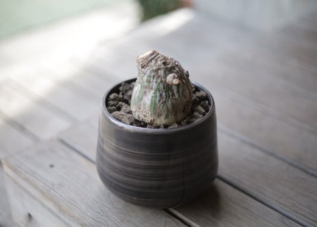 プセウド　ボンバックス　Pseudobombax