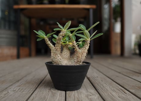 パキポディウム　デンシフローラム　Pachypodium densiflorum