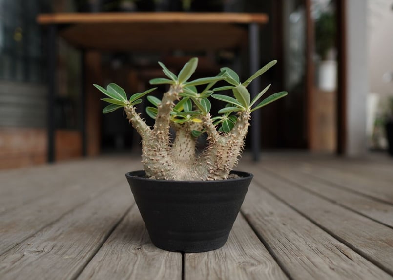 パキポディウム デンシフローラム Pachypodium densiflorum