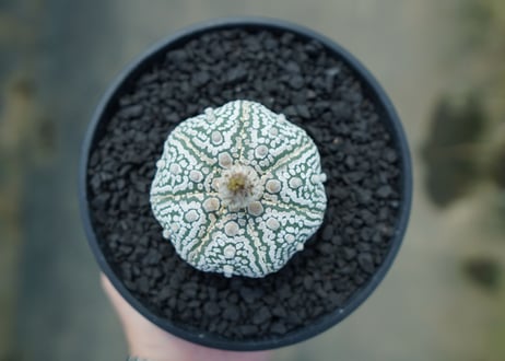 アストロフィツム　スーパー兜　Astrophytum asterias 'Superkabuto' No.3