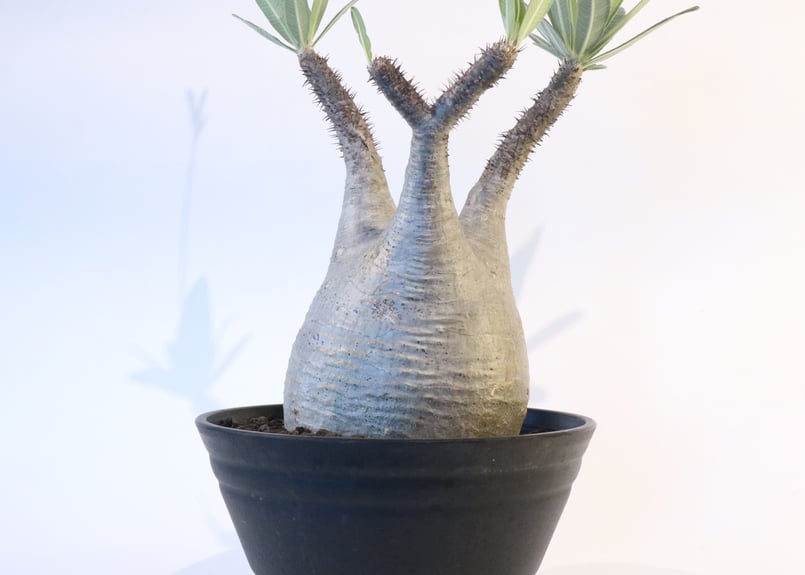 Pachypodium パキポディウム グラキリス ベアルート 塊根植物 129