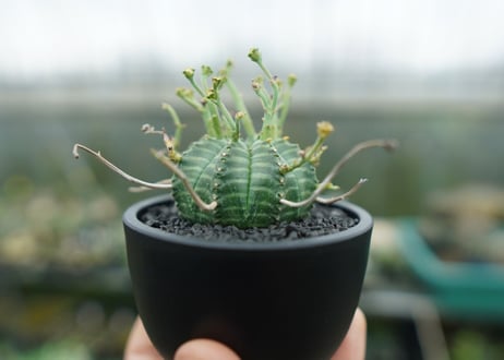 ユーフォルビア　バリダ　Euphorbia valida　No.1