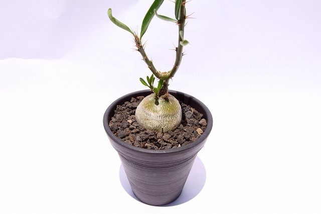 パキポディウム サキュレンタム 国内実生 | mana's farm:塊根植物