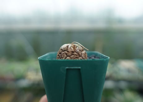 亀甲竜　Dioscorea elephantipes　No.6