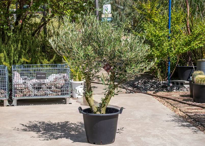 ソウラボアガベ　mana's farm ４周年祭限定アイテム ソウラボx マナズファーム Kabusemono アガベ 4周年 限定品