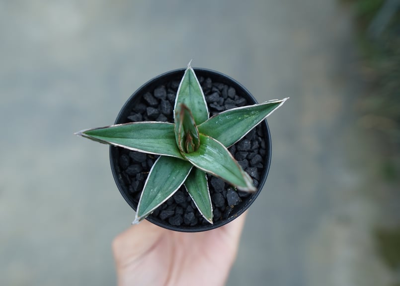 アガベ 　ニッケルシー　大株 Yahoo!オークション - アガベ ニッケルシー