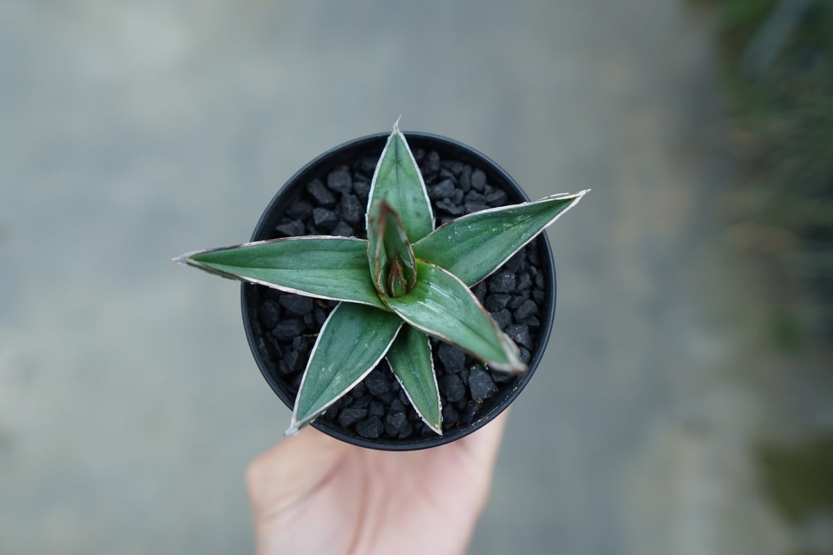アガベ ニッケルシー Agave nickelsiae | mana's farm:塊根植物