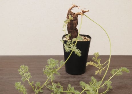 ペラルゴニウム　トリステ　Pelargonium triste