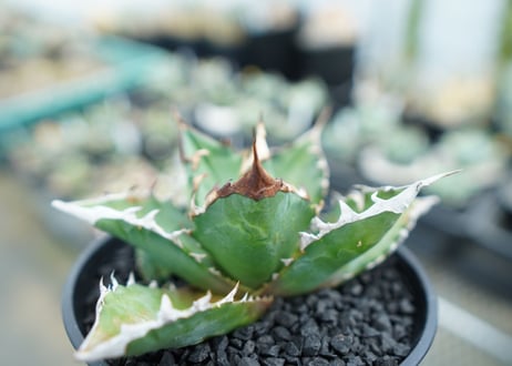 アガベ　チタノタ 　Agave titanota　No.1