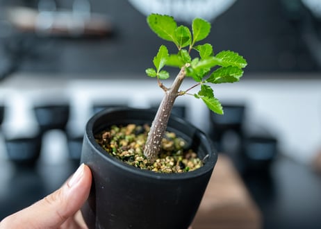 ブルセラ ヒンドシアナ Bursera hindsiana　沖縄実生