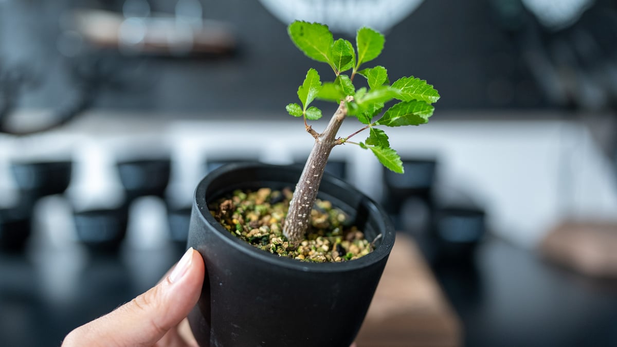 ブルセラ・ヒンドシアナ実生　塊根植物 fit=scale-down,w=1200