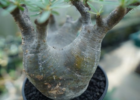 パキポディウム　グラキリス　 Pachypodium Gracilius  No.2