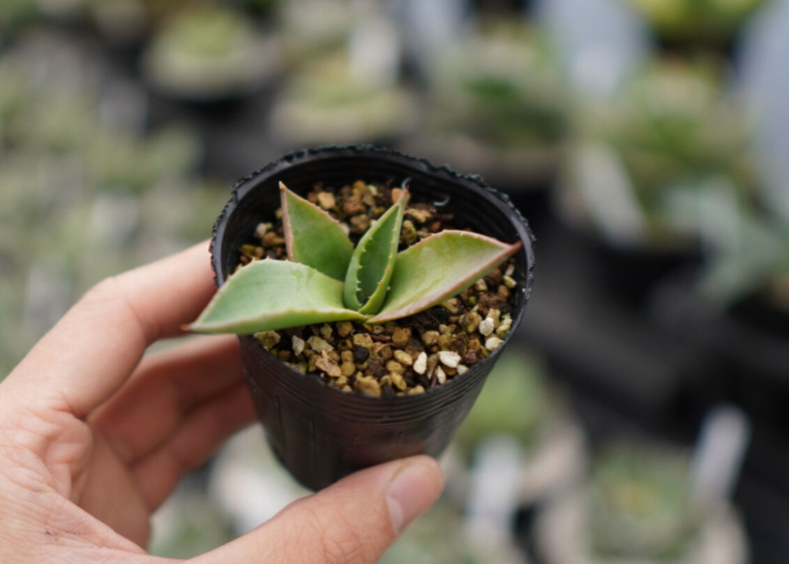 アガベ モンタナ 《2》 | mana's farm:塊根植物・アガベ・ドライ