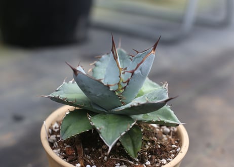 Agave titanota whiteice
