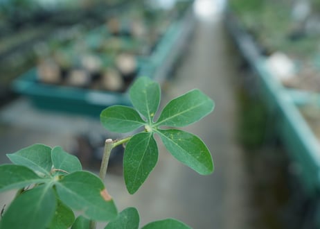 アデニア　グラウカ　Adenia glauca