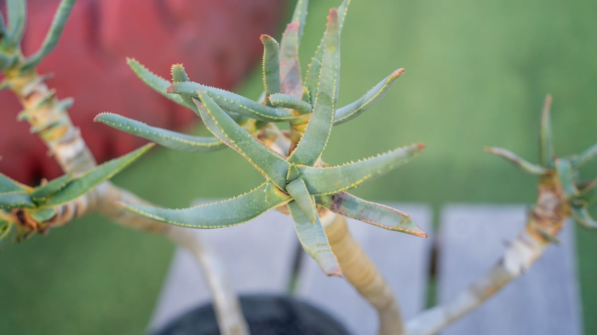 アロエ ラモシシマ | mana's farm:塊根植物・アガベ・ドライガーデン