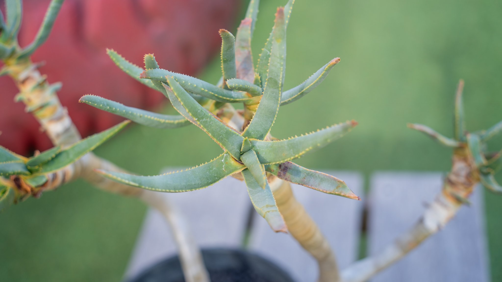 アロエ ラモシシマ | mana's farm:塊根植物・アガベ・ドライガーデン アロエ ラモシシマ | mana's farm:塊根植物・アガベ・ドライガーデン
