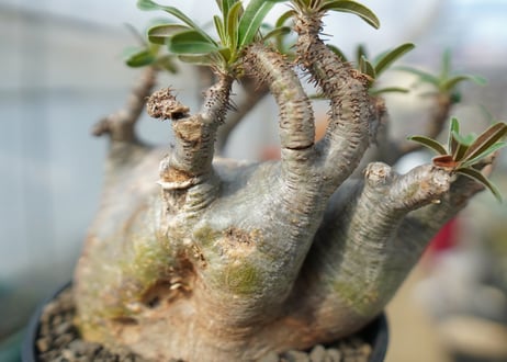 パキポディウム　グラキリス　 Pachypodium Gracilius　No.2