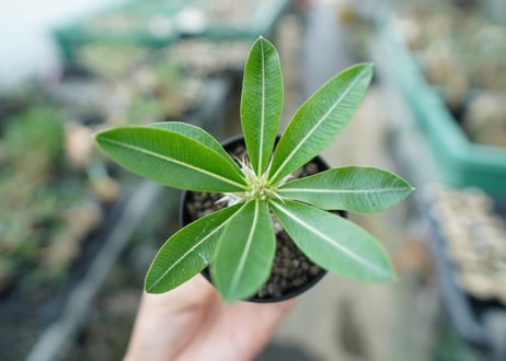 パキポディウム　デンシフローラム Pachypodium densiflorum