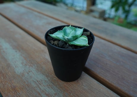 アガベ　王妃雷神錦　Agave　“Ohi Raijin Nishiki ”　No.1
