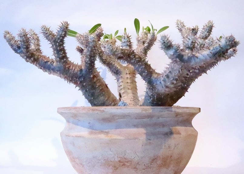 パキポディウム ホロンベンセ×デンシフローラム | mana's farm:塊根