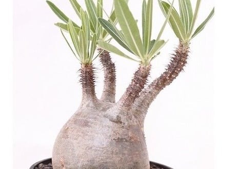 Pachypodium Gracilius パキポディウム  グラキリス  №６　手のり　バランス良