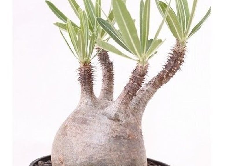 Pachypodium Gracilius パキポディウム グラキリス №6 手のり バラ