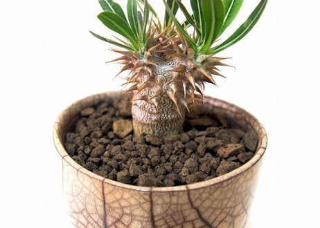 パキポディウム デンシフローラム  シバ女王の玉櫛 Pachypodium  densiflorum  france pot