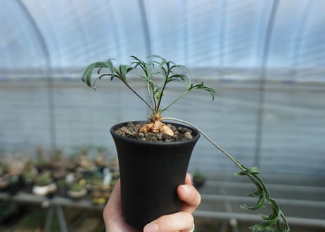 ペラルゴニウム　ビオリフロルム　Pelargonium violiflorum　C13