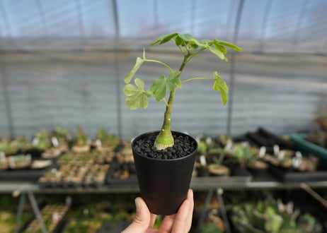 アデニア　グラウカ　Adenia glauca