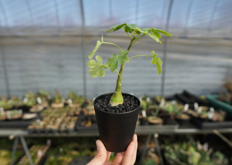 【実生】【斑入り】アデニア グラウカ 実生】【斑入り】アデニア グラウカ アデニア グラウカ Adenia glauca