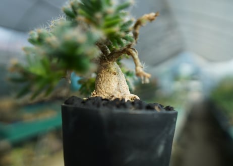 トリコディアデマ　デンサム　Trichodiadema densum  No.1