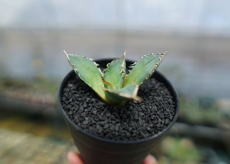 アガベ　チタノタ　FO-76　agave titanota  FO-76　No.6