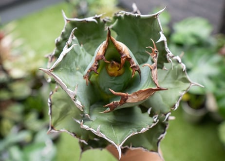 Agave White flame B 白火焔  NO.3