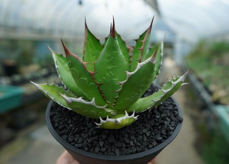 アガベ　チタノタ　萬代厳竜　Agave lophantha×titanota　No.2