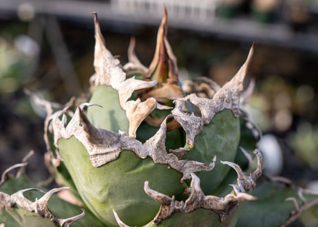 Agave titanota caesar 凱薩