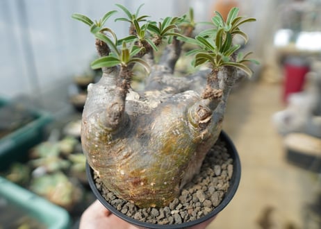 パキポディウム　グラキリス　 Pachypodium Gracilius　No.2