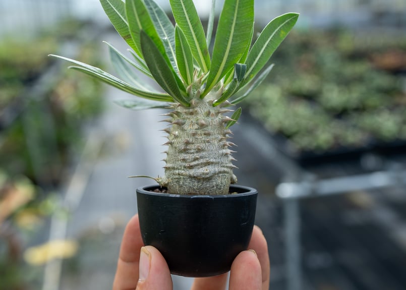 パキポディウム ロスラーツム 沖縄実生 | mana's farm:塊根植物