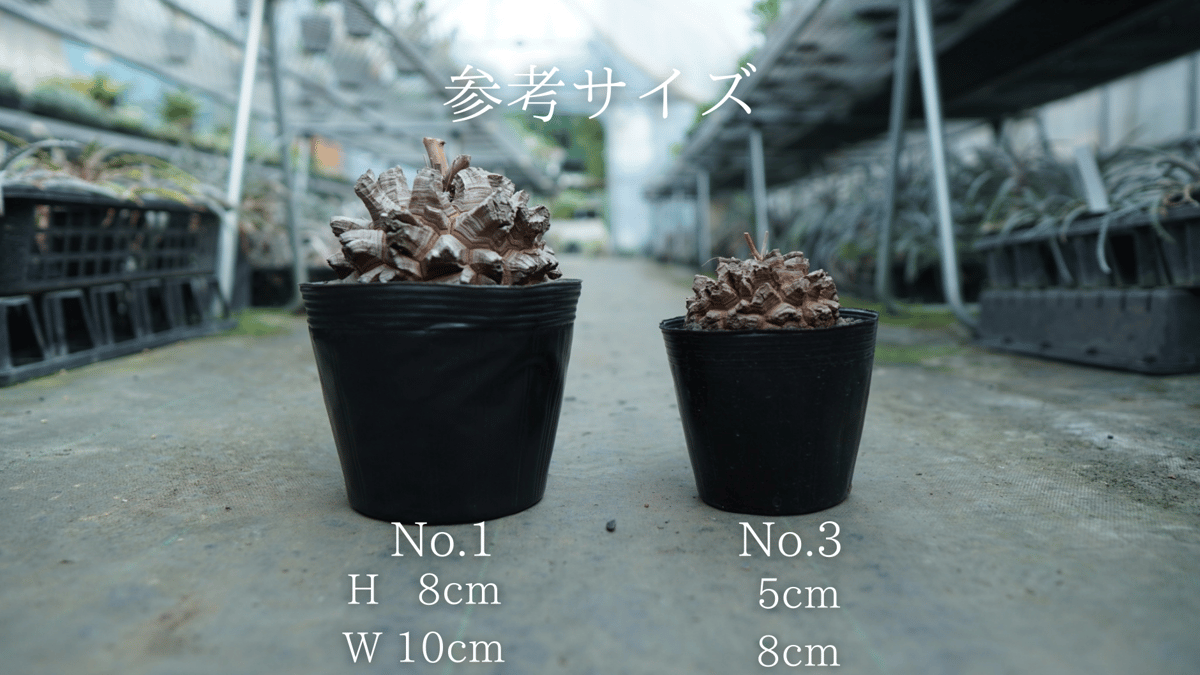 長谷川園芸産】亀甲竜 Dioscorea elephantipes No.4 | mana